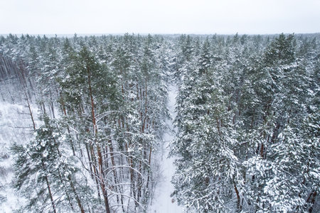 Pine and fir trees forest covered in snow. Aerial landscape from drone view. Cold frosty winter season nature background. View from aboveの写真素材