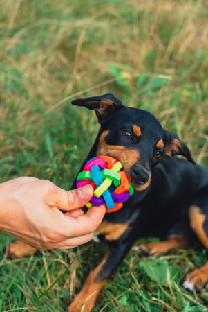 Deutscher Jagdterrier dog playing outside with ball. Terrier playing with colorful toy in grass lawn during summer. Pet humanizationの写真素材