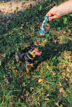 Hunt terrier playing with its owner outdoors summer time. Playful puppy Jagdterrier breed training session in park. Cynologist trained by its ownerの写真素材