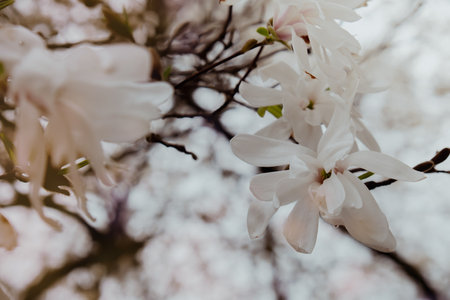 Sulange magnolia close-up on tree branch. Blossom of magnolia in springtime. Pink flowers tree. Tender pink and white flowersの写真素材