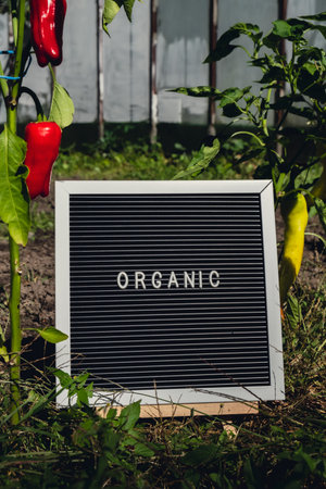 ORGANIC message on background of fresh eco-friendly bio grown bell pepper in garden. Countryside food production concept. Locally produce harvesting. Sustainabilityの写真素材