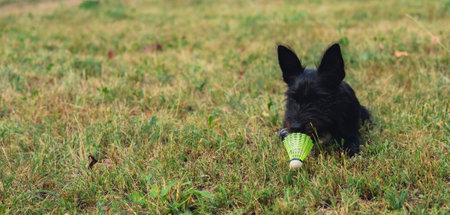 Dog play with yellow shuttlecock lie on green grass. Furry friends Outside recreation and fresh air. Healthy lifestyle nature connection sport summer activities. Stress relief hobbyの写真素材