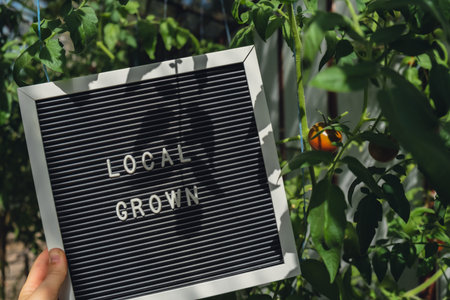 LOCAL GROWN message on background of fresh eco-friendly bio grown cherry tomatoes in greenhouse. Countryside food production concept. Locally produce harvesting. Sustainabilityの写真素材