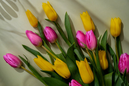 Multicolored fresh tulips in green background with trendy deep shadows. Spring flowers in yellow and violet colors. Postcard wallpaper designの写真素材