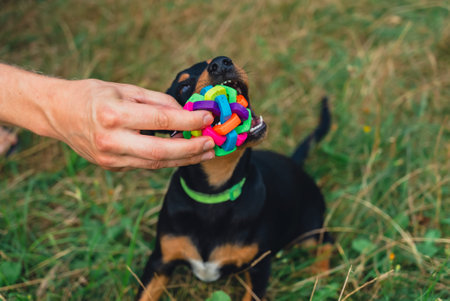Deutscher Jagdterrier dog playing outside with ball. Terrier playing with colorful toy in grass lawn during summer.の写真素材