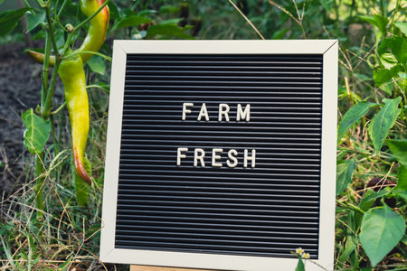 Letter board with text FARM FRESH on background of garden bed with bell pepper. Organic farming, produce local vegetables concept. Supporting local farmersの写真素材