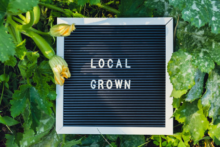 LOCAL GROWN message on background of fresh eco-friendly bio grown zucchinis in garden. Countryside food production concept. Locally produce harvesting. Sustainabilityの写真素材