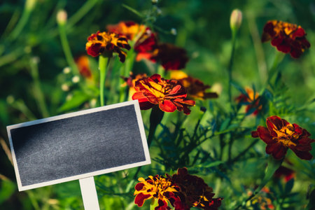 Blank Black billboard against marigold flowers field garden. Empty mockup template Blackboard label at farm land. Copy space banner for your text. Agricultural landscapeの写真素材