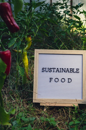 Letter board with text SUSTAINABLE FOOD on background of garden bed with bell pepper. Organic farming, produce local vegetables concept. Supporting local farmersの写真素材