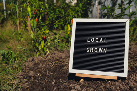 LOCAL GROWN message on background of fresh eco-friendly bio grown bell peppers in garden. Countryside food production concept. Locally produce harvesting. Sustainabilityの写真素材