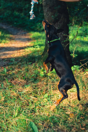 Happy dog jumping outdoors with toy in mouth. Active pet enjoying summertime outdoors. Puppy in green meadow playful companionshipの写真素材