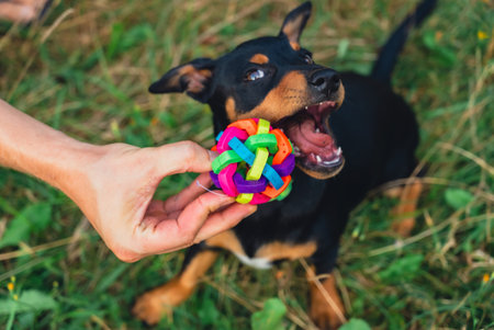 Hunt terrier playing with its owner outdoors summer time. Playful puppy Jagdterrier breed training session in park. Cynologist trained by its ownerの写真素材