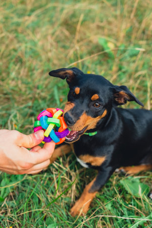 Deutscher Jagdterrier dog playing outside with ball. Terrier playing with colorful toy in grass lawn...
