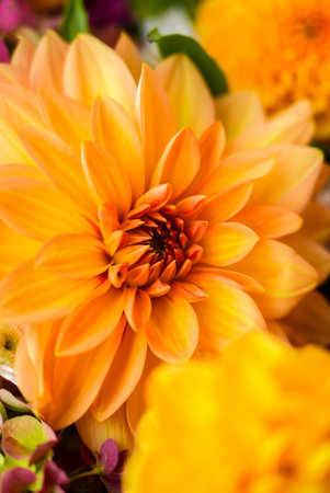 Autumn Fall Bouquet for Thanksgiving holiday. Seasonal Warm colorful blossom flowers arrangement festive decoration. Selectiveの写真素材