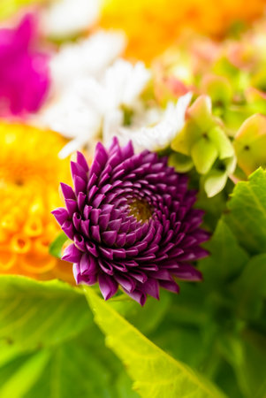Selective focus Bush of autumnal orange red chrysanthemums and violet dahlia hydrangea. Fall garden beautiful flowers bouquet background. Blooming blossom thanksgiving day arrangement basketの写真素材