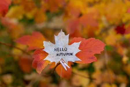 White Colorful Painted Autumn Leaves With Text HELLO AUTUMN In Forest