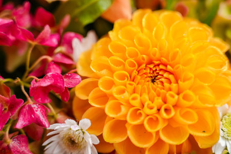 Selective focus Bush of autumnal orange red chrysanthemums and violet dahlia hydrangea. Fall garden beautiful flowers bouquet background. Blooming blossom thanksgiving day arrangement basket