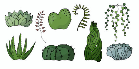 Set of hand drawn succulents and cacti for home gardens, desert plants, vector illustrationのイラスト素材