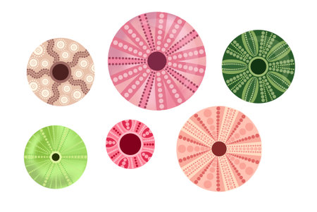 set of sea urchin shells, round, multi-colored, decorative elements, sea themeのイラスト素材