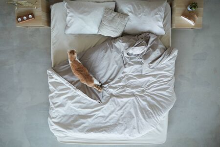 High angle view of domestic cat going on the bed in the bedroom at homeの写真素材