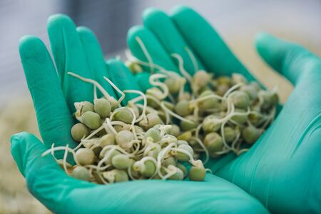 Close-up of farmer in protective gloves holding seeds of plants in his hands