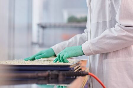 Close-up of scientist in protective gloves and in white coat standing and sowing seeds in the lab