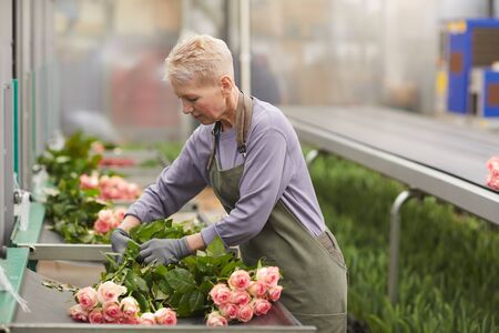 Mature gardener in apron caring about young roses and growing them in the greenhouseの写真素材