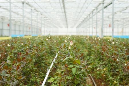 Image of plenty of roses growing in a row in greenhouse