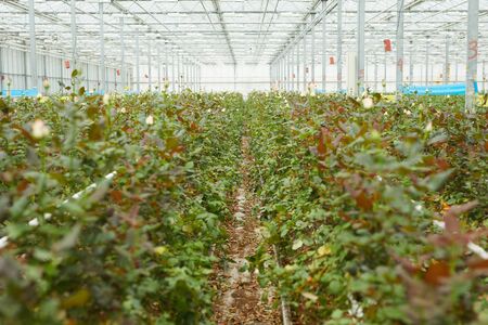 Image of rows of young roses planting in greenhouseの写真素材
