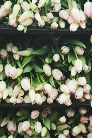 Image of beautiful white tulips lying on the shelves in the shopの写真素材
