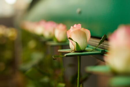 Close-up of beautiful white roses growing special for sale in the greenhouse