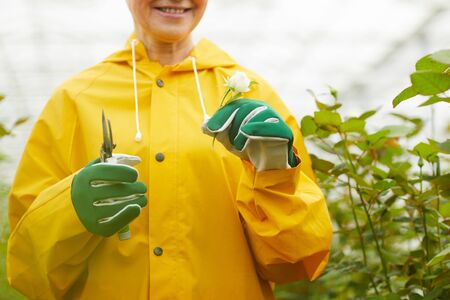 Close-up of gardener in yellow raincoat holding little rose and scissors in her hands while working...