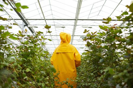 Rear view of gardener in raincoat walking along the green plants and flowers in greenhouseの写真素材