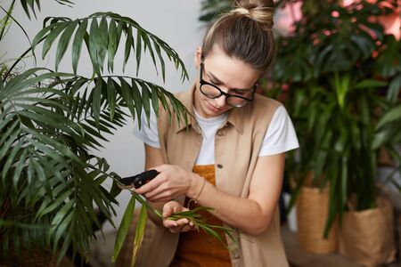 Young woman cutting old branch of the green plant in home gardenの写真素材