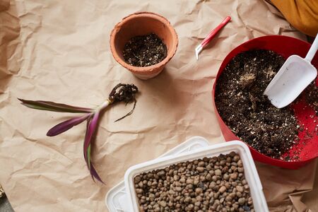 Close-up of young flower prepared to transplanting in the potの写真素材