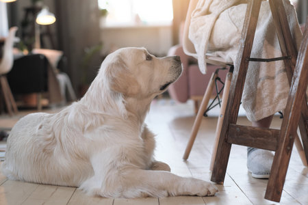 Close-up of cute retriever lying on the floor near its owner at homeの写真素材