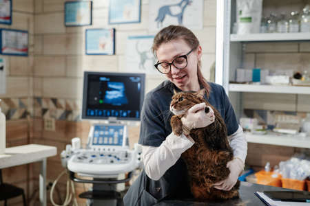Young vet doctor in uniform holding cat in her hands, she caring about the pets in vet clinicの写真素材