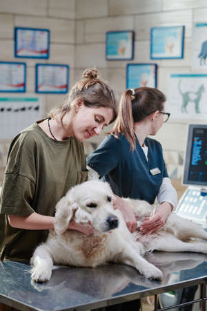 Young woman holding her dog while vet doctor doing ultrasound of its body in vet clinicの写真素材