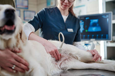 Young veterinarian in uniform doing ultrasound to the dog while its lying on the tableの写真素材