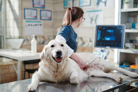 Portrait of purebred sick dog lying on the table while the vet looking at the monitor, she doing ultrasound scan at the officeの写真素材