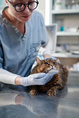 Close-up of vet doctor in eyeglasses examining the domestic cat on the table during her work in vet clinicの写真素材