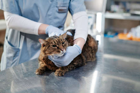 Close-up of domestic cat sitting on the table while vet doctor in protective gloves examining it at...