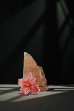 Vertical minimalistic still life composition of beautiful flower and pink rock salt on gray table against black wall background in gobo lightingの写真素材