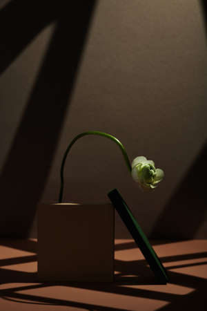 Vertical minimalistic still life composition of one white flower, beige and green tiles against dark...