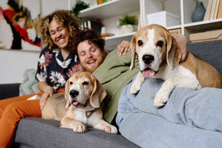 Portrait of pampered terriers lying on sofa together with their owner who lying on sofa and laughing with his girlfriendの写真素材