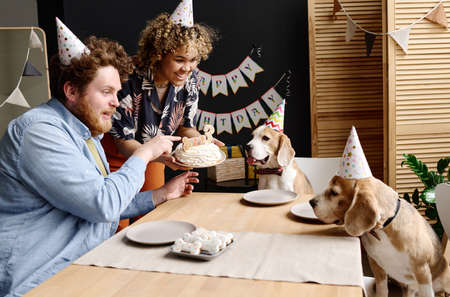 Young couple in hats preparing cake with candle for their dogs during birthday party, they sitting...