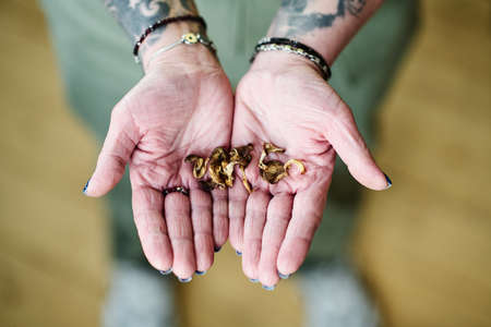 Top-down view shot of unrecognizable mature woman with tattoos on arms holding dried mushrooms in...