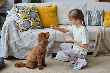Little girl training her pet in the room and feeding it for obedienceの写真素材