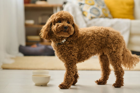 Close-up of cute little dog with curly fur eating food from bowl in the roomの写真素材