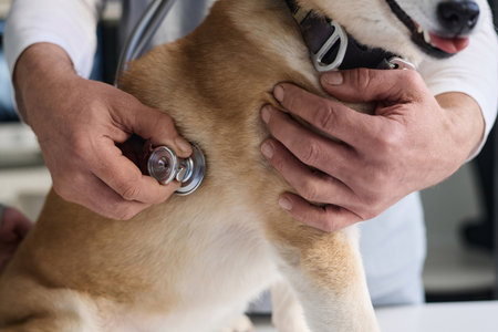 Unrecognizable caucasian male veterinarian examining dog with stethoscopeの写真素材
